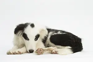 Patches: Border Collie Dog, puppy
