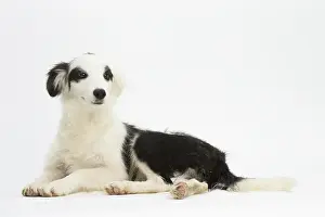 Patches: Border Collie Dog, puppy