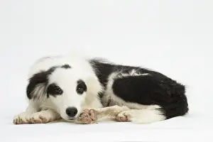 Patch: Border Collie Dog, puppy