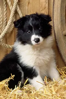 Barn: Border Collie Dog - puppy