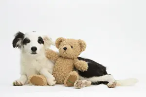 Cuddly: Border Collie Dog, puppy Border Collie Dog, puppy
