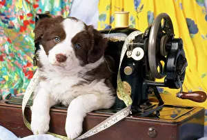 Sewing: Border Collie Dog - puppy with sewing machine