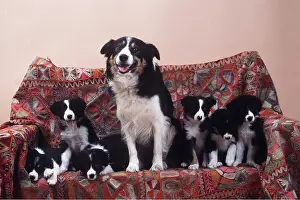 Litters: BORDER COLLIE DOG - with pups on sofa