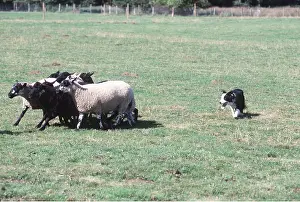 Herding: BORDER COLLIE DOG - rounding up sheep