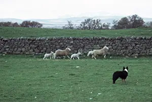 Herding: BORDER COLLIE DOG - with sheep