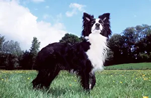 Sideview: BORDER COLLIE DOG - SIDEVIEW
