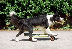 Skateboarding: Border Collie Dog - skateboarding