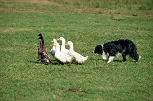 Rounding: Border Collie Dog - training, rounding up ducks