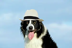 100817: Border Collie Dog wearing Panama hat Digital manipulation