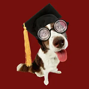 Spectacles: Border Collie Dog - wearing student mortar board