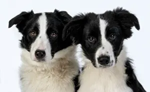 220120: Two Border Collie dogs