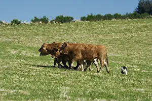 Limousin: Border collie in dog's competition of herd Correze