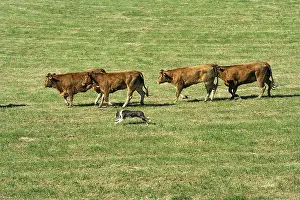 Limousin: Border collie in dog's competition of herd Correze