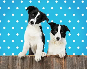 Polka: Border Collie dogs, two looking over wooden fence