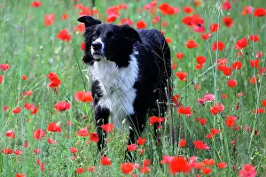 Adventitious: Border collie in a field of poppies in bloom