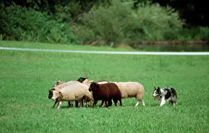 Pastural: Border Collie guarding sheep in meadow