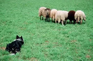 Pastural: Border Collie guarding sheep in meadow