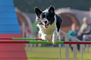Obstacle: Border Collie jumping over bar at Agility Tournament