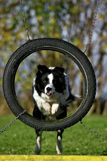 Barriers: Border Collie jumping through a tyre on an agility