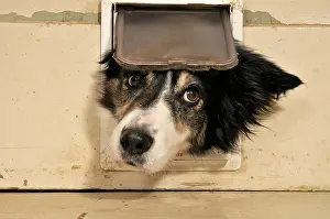 Poking: Border Collie looking through a cat flap; RESERVATION