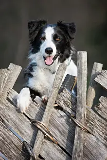 Panting: Border Collie looking over an old wooden fence