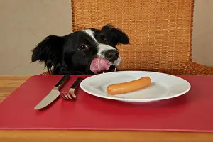 Dining: Border Collie looks at the table with sausages on