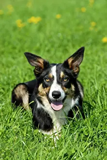 Lays: Border Collie lying in grass