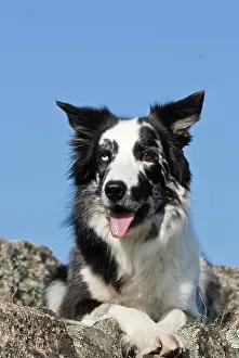 Lays: Border Collie lying on a rock