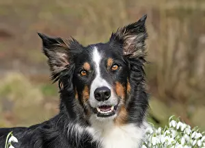 Snowdrops: Border Collie lying between snowdrops Border Collie