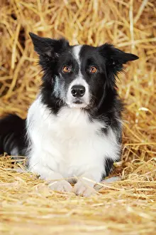 Herding: Border Collie lying is the straw