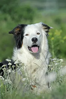 Pant: Border Collie, male, tricolor, in flower field