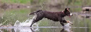 John Cancalosi: border collie, Maryland