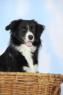 Wicker: Border Collie mixed breed, bitch, black and white