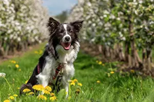 Altes: Border Collie in the old country, Germany, Europe