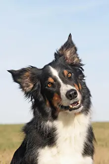 X4d2c: Border Collie, portrait Border Collie Portr&, x4d2c;