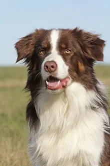 Portr: Border Collie, portrait Border Collie Portr&, x4d20;Aufnahme