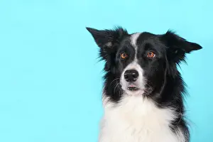 Viewed: Border Collie, portrait, in front of turquoise