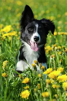 Dandelions: Border collie, puppy with one ear hanging down