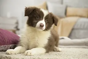 Patches: Border Collie Puppy indoors