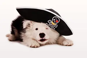 Disguise: Border Collie puppy as a pirate