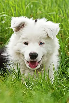 Lays: Border Collie puppy, portrait