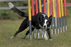 Runing: Border Collie runing at the agility tournament through