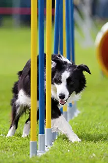 Agility: Border Collie running through a slalom in an agility