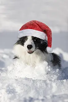 280219: Border Collie running in the snow wearing Christmas