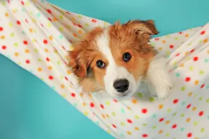 Comfortable: Border Collie, sable, puppy, 14 weeks old