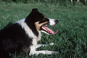 Temperature: BORDER COLLIE SHEEP DOG - panting