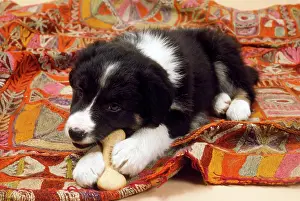 Gnawing: Border Collie Sheep Dog - puppy gnawing bone