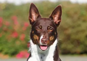Pant: Border Collie Shorthair, bitch, 3 years, tricolor