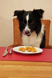 Dining: Border Collie sits at the table with food on the