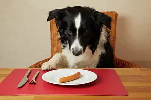Dining: Border Collie sits at the table with sausages on